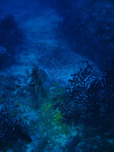 Poisson Saint-Pierre02.JPG